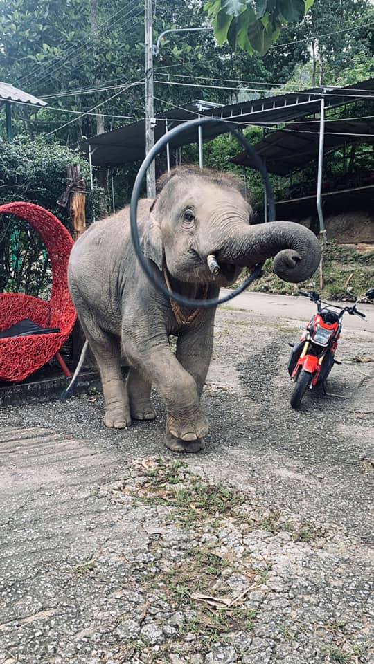 MINI ZOO