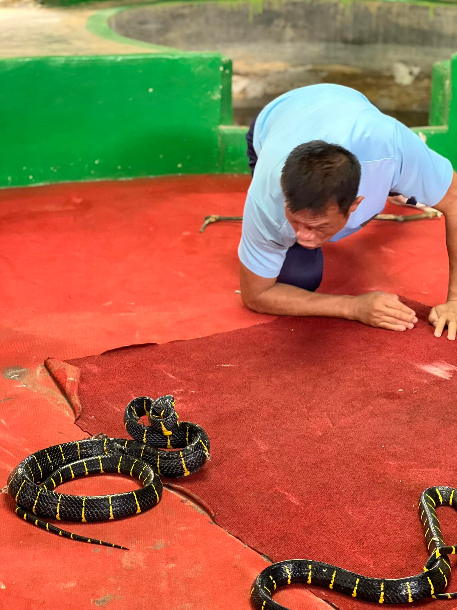 MINI ZOO